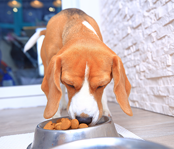 Chien mange
