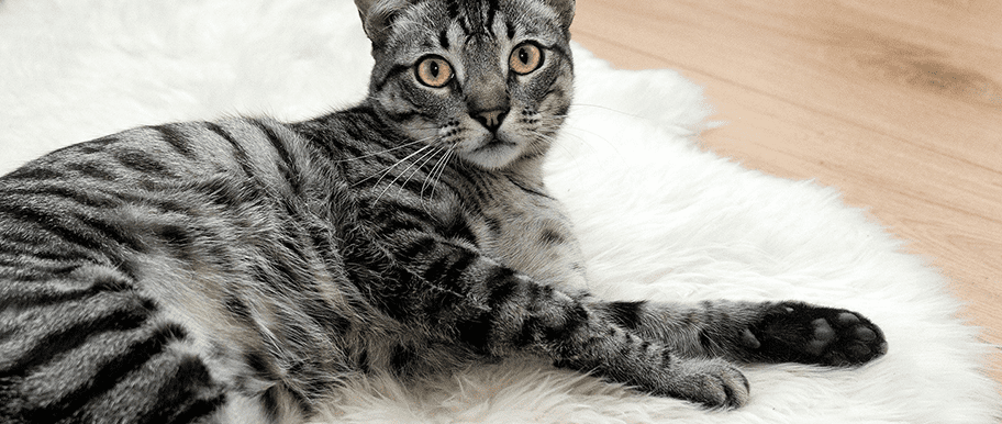 Les Vers Chez Le Chat Dangerosite Et Prevention
