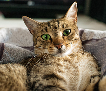 Mon Chat Est Il Heureux Les 9 Signes Qui Ne Trompent Pas