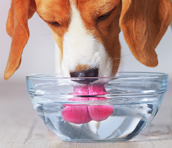 Chien boit de l'eau