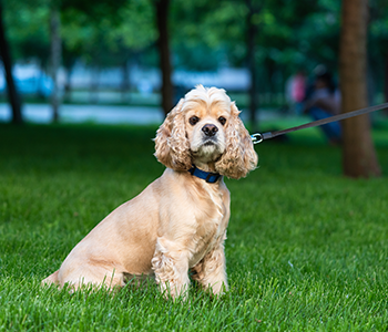 Propret&eacute; du chien