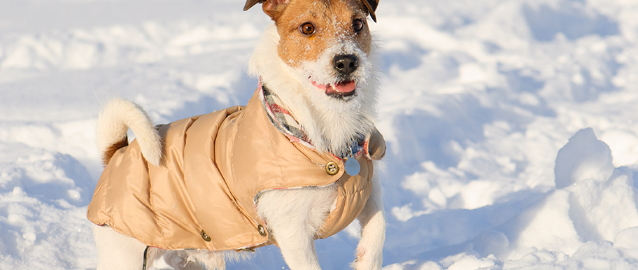 Habiller Son Chien En Hiver Tout Savoir Pour Faire Le Bon Choix