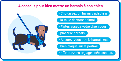 harnais chien