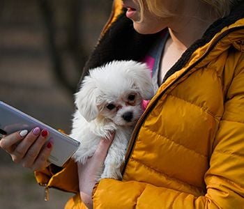 t&eacute;l&eacute;consultation chien