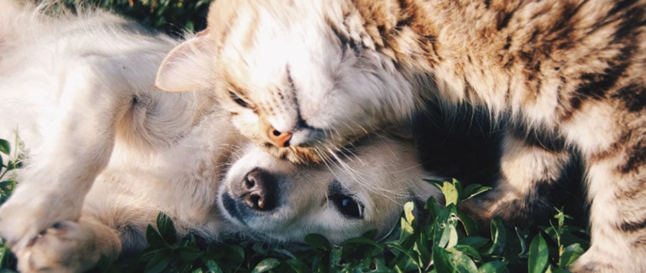 application animal de compagnie