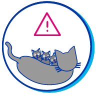 Picto chatte