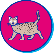 Picto chat safari