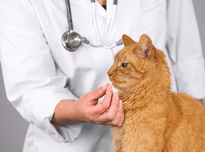 Deroulement De L Accouchement Chez La Chatte Nos Conseils Deroulement De L Accouchement Chez La Chatte Nos Conseils