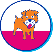 Picto spitz