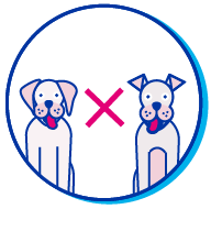 Picto chien albinos