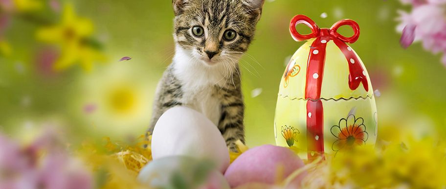 Est-ce une bonne idée d'offrir un animal de Pâques à son enfant?