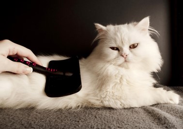 brossez votre chat