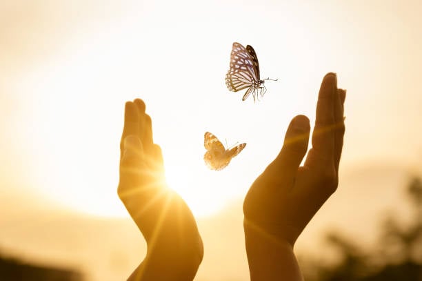 Papillon qui vole