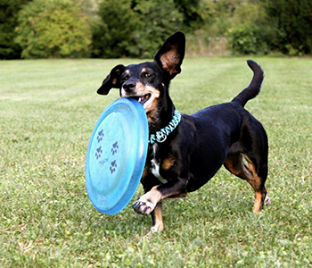 Frisbee pour chien