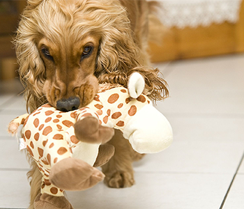 Doudou pour chien
