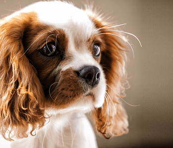 cavalier King Charles