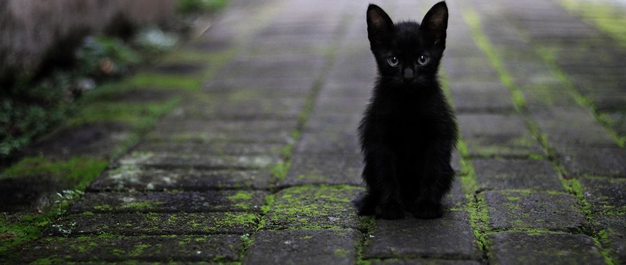 Tout Savoir Sur L Assurance Chat De Gouttiere