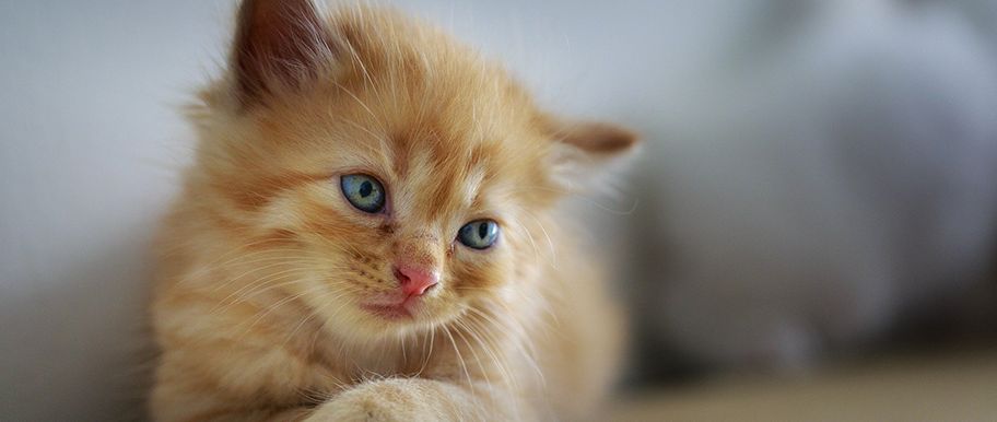 Tout Savoir Sur La Peritonite Infectieuse Feline