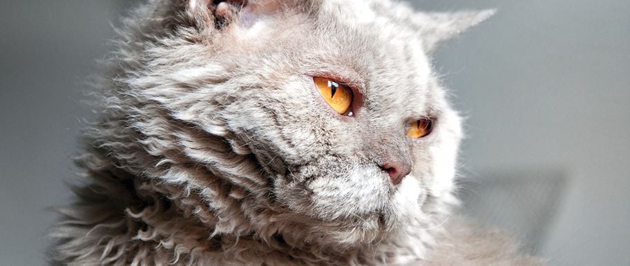 Le Selkirk Rex Un Chat De Famille Au Poil Frise