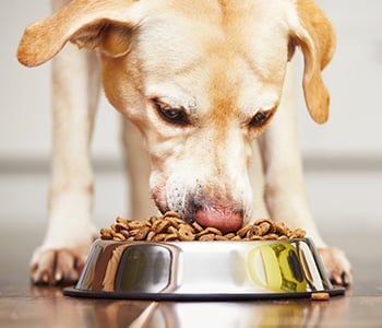 Les dépenses alimentaires pour votre chien