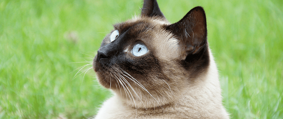 Le Chat Thai Tout Savoir Sur Ce Cousin Meconnu Du Siamois