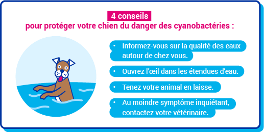 cyanobact&eacute;ries