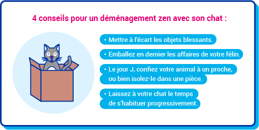 Chat d&eacute;m&eacute;nagement