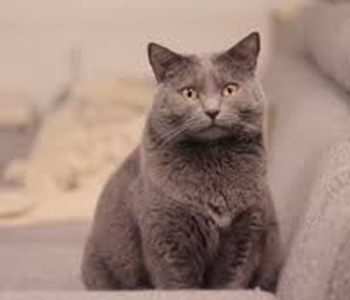 Chartreux