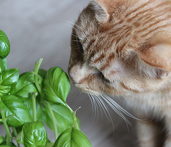 Quelles Plantes Sont Toxiques Pour Votre Chat