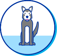 Picto husky