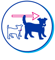 Picto &eacute;levage chien
