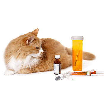 Les soins préventifs de votre chat peuvent être pris en charge