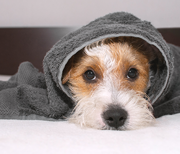 Chien serviette