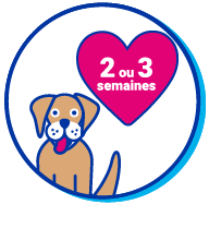Picto chien coeur
