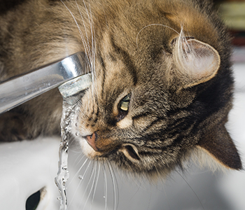 Surveillez l'hydratation de votre chat