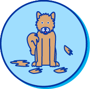 Picto Spitz finlandais