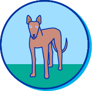 Picto podenco dibiza