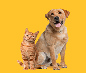 Fond jaune chien et chat