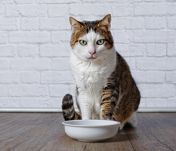 Votre Chat Ne Mange Plus Pourquoi Et Comment Reagir