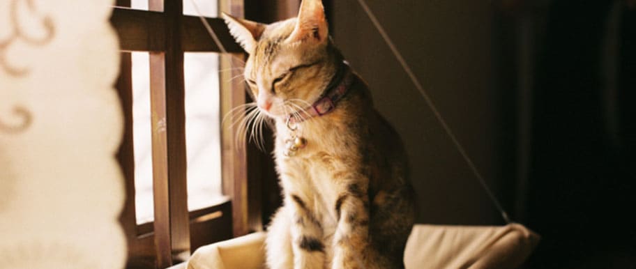 chat risques fenêtres