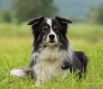 Border collie