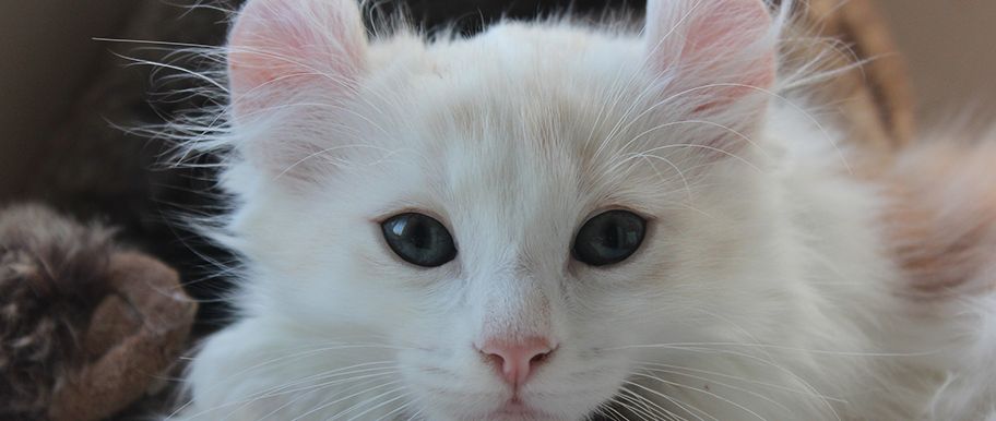 Le Chat American Curl Face A Face Avec Un Felin Rare En France