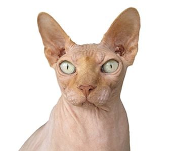 Sphynx