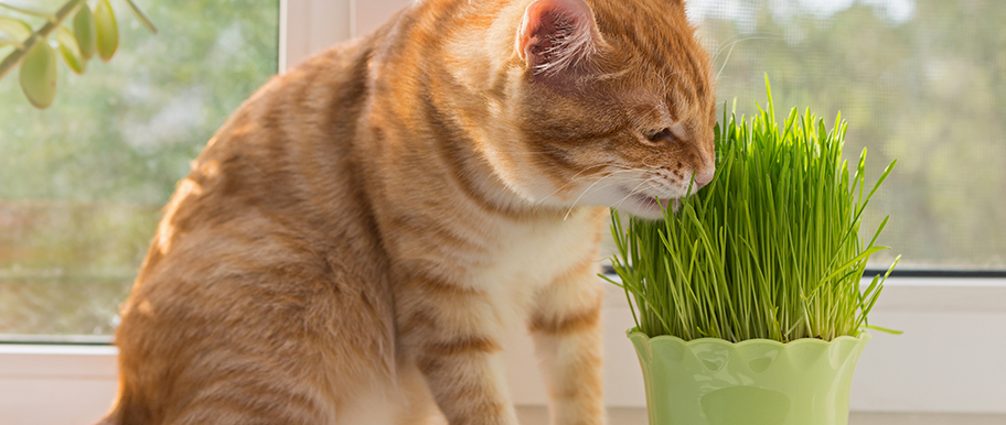 Comment choisir de l'herbe à chat pour votre félin ?