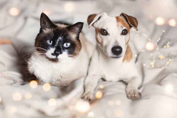 Chat et chien qui nous regardent
