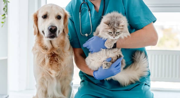 Chien et chat chez le vétérinaire