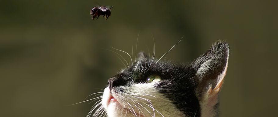 Chat piqué par une abeille