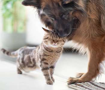 Chien qui fait un c&acirc;lin au chat