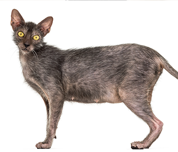 lykoi