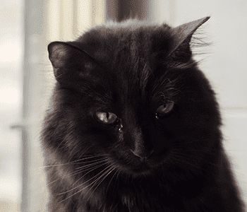 Chat larmes